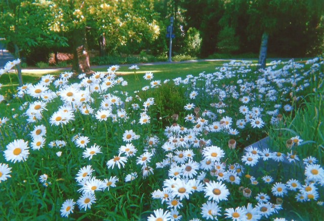 daisies