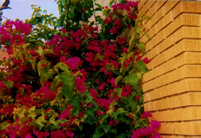 Bouganvillea