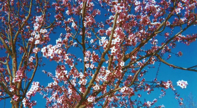 cherryblossom