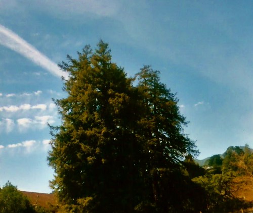 Redwood Clouds
