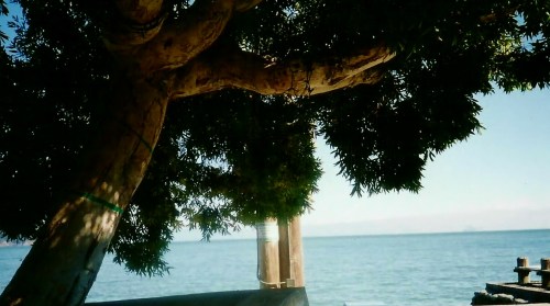 Ocean Tree