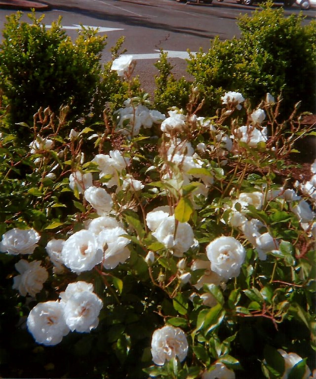 White Camelias