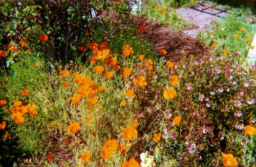 Golden Poppies