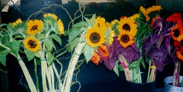 Sunflowers
