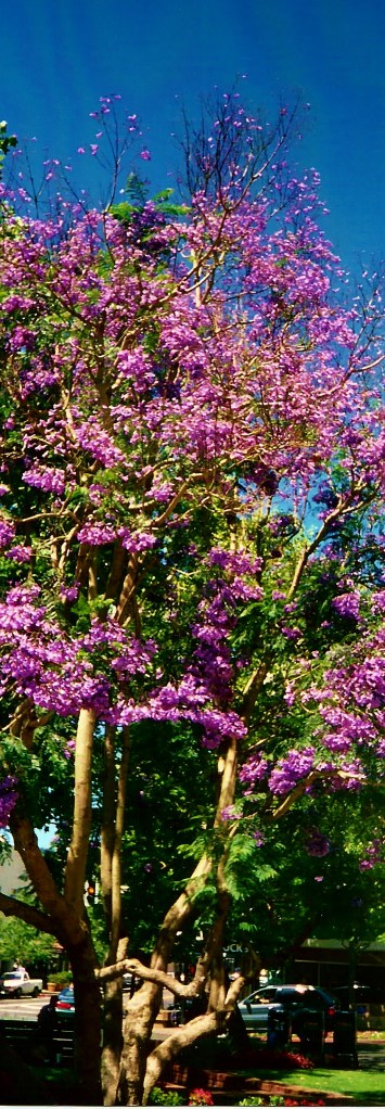 Jacaranda