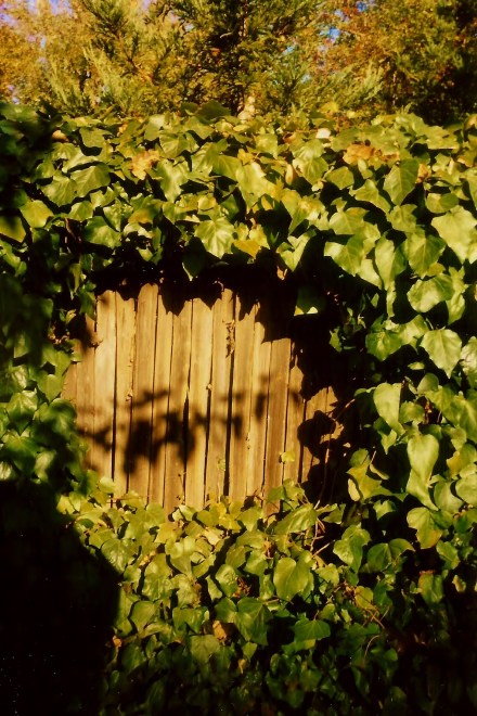 Ivy Keyhole