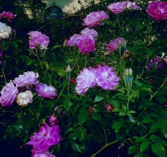 purple blossoms