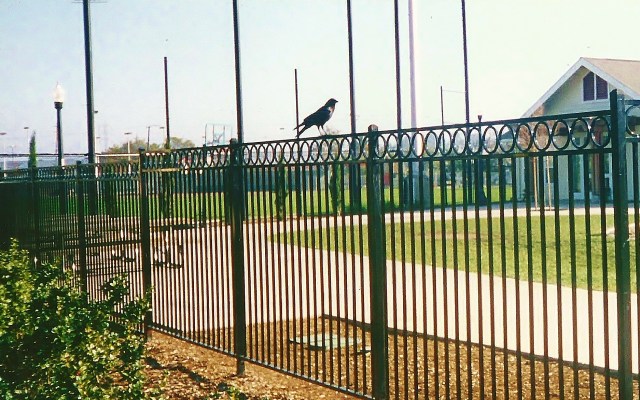 Albert's Park Bird